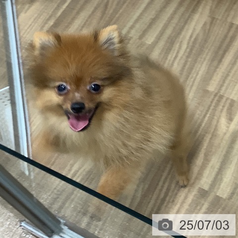 ポメラニアンの写真