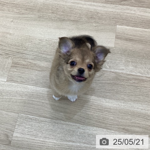 チワワの写真