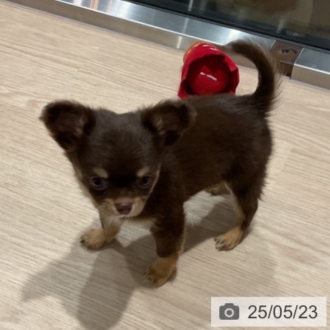 チワワの写真