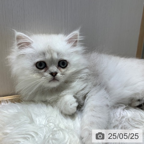 ペルシャの写真