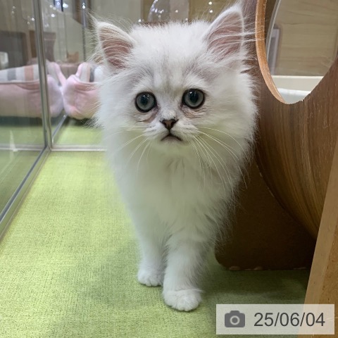 ペルシャの写真