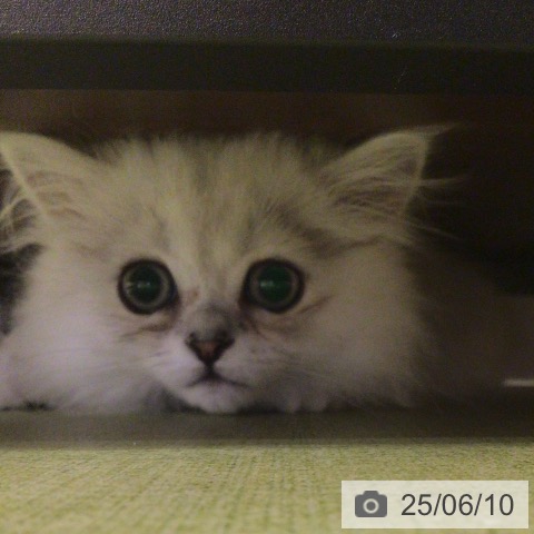 ペルシャの写真