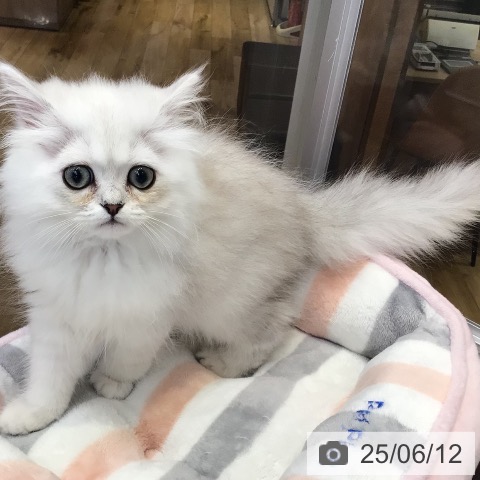 ペルシャの写真
