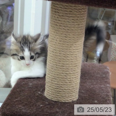 ノルウェージャンフォレストキャットの写真
