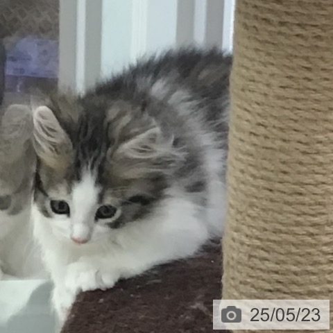ノルウェージャンフォレストキャットの写真