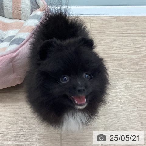 ポメラニアンの写真