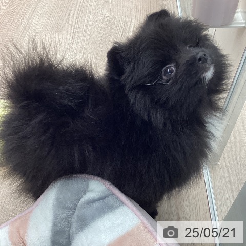 ポメラニアンの写真