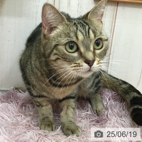 アメリカンショートヘアの詳細情報 | PetPlus パートナードッグ&キャット