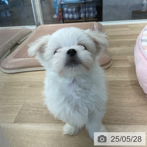 マルチーズの写真