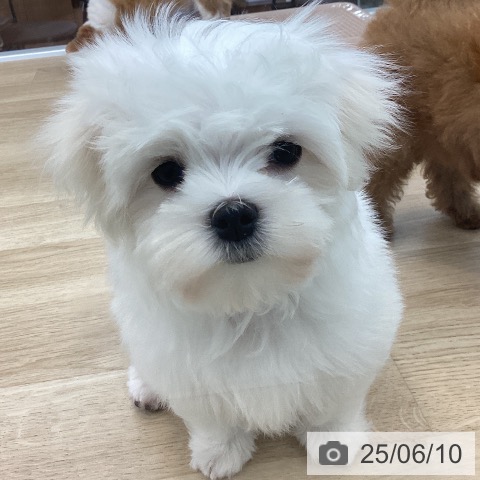 マルチーズの写真