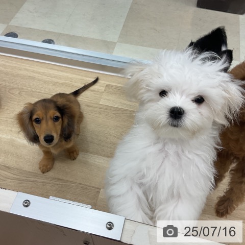 マルチーズの写真