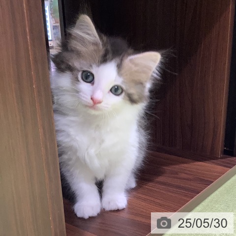 ノルウェージャンフォレストキャットの写真