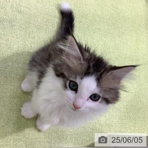 ノルウェージャンフォレストキャットの写真