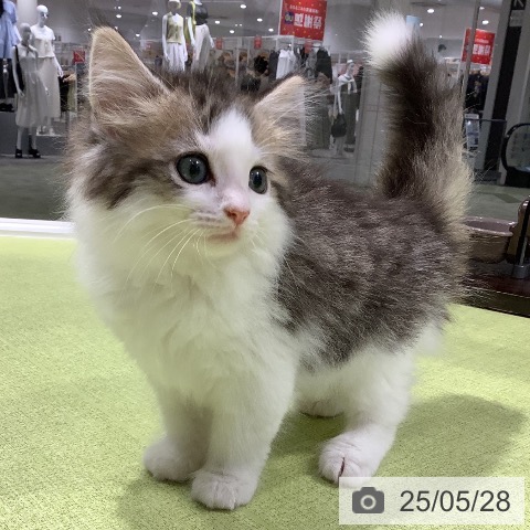 ノルウェージャンフォレストキャットの写真