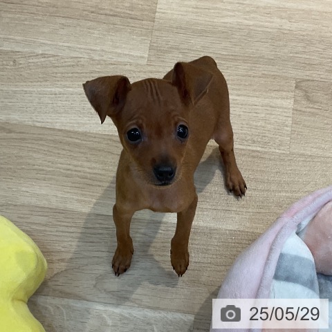 ミニチュア・ピンシャーの写真