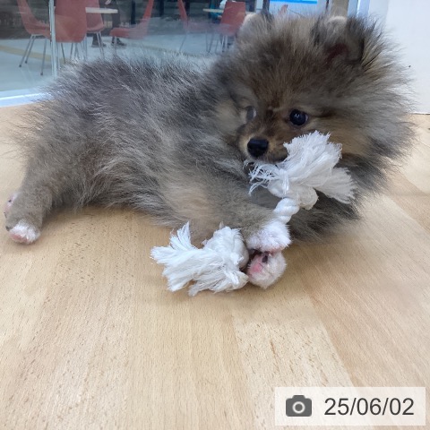 ポメラニアンの写真