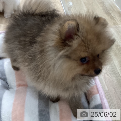 ポメラニアンの写真