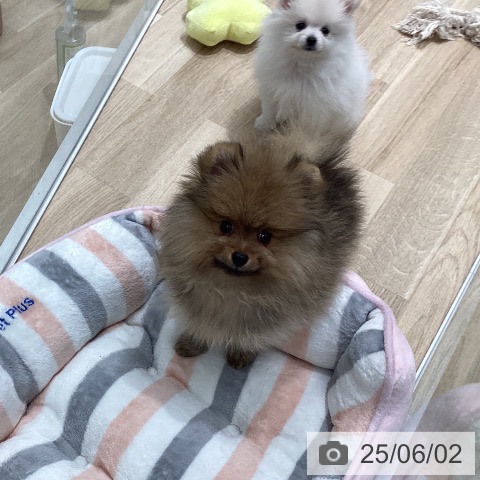 ポメラニアンの写真