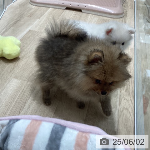 ポメラニアンの写真