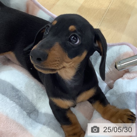 ミニチュア・ダックスフンドの写真