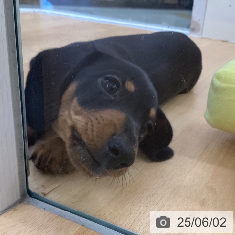 ミニチュア・ダックスフンドの写真