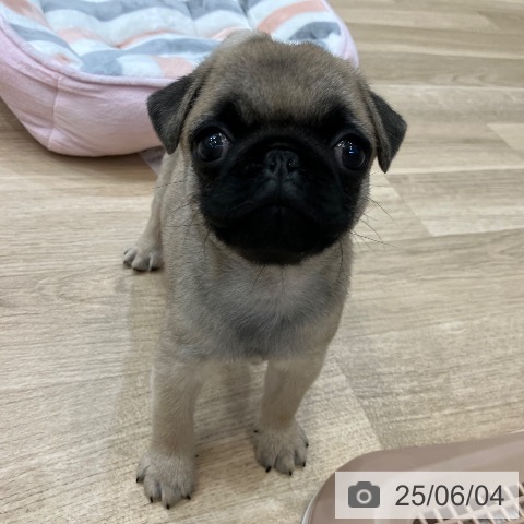 パグの写真