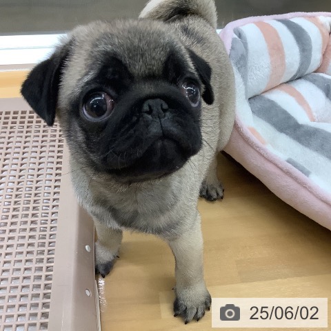 パグの写真
