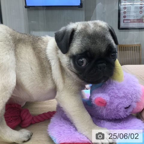 パグの写真