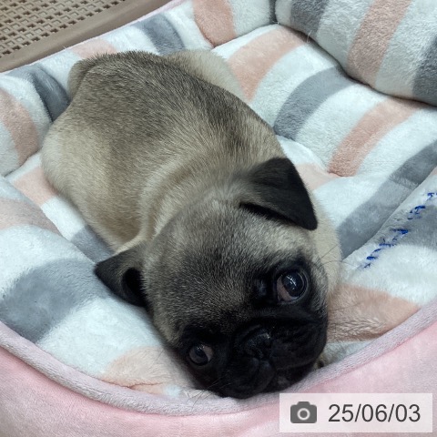 パグの写真