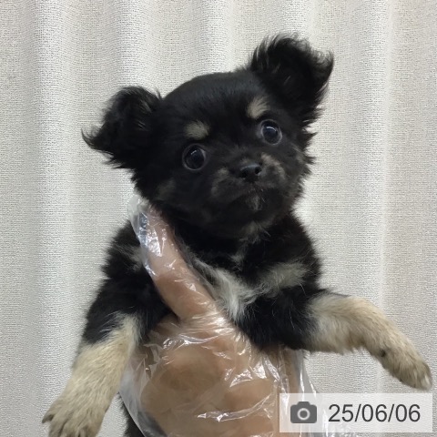 チワワの写真