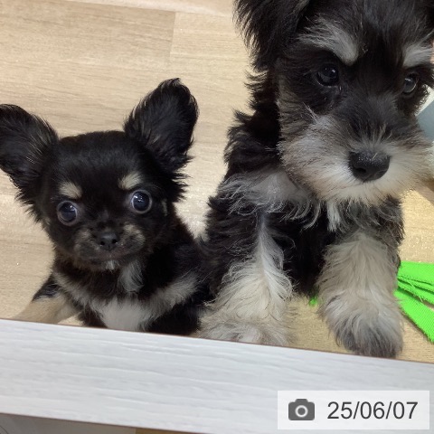 チワワの写真