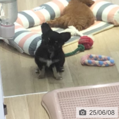 チワワの写真