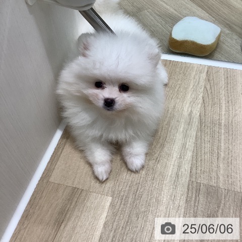 ポメラニアンの写真