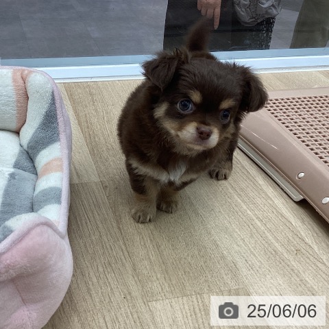 チワワの写真