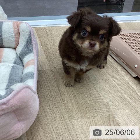 チワワの写真