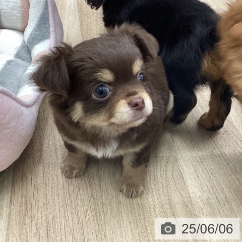 チワワの写真