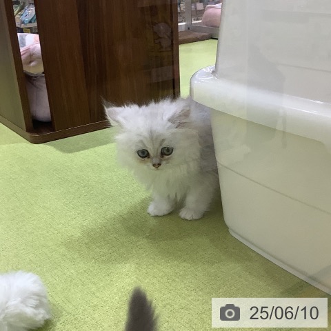 ペルシャの写真