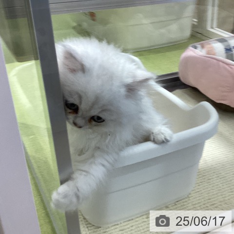 ペルシャの写真