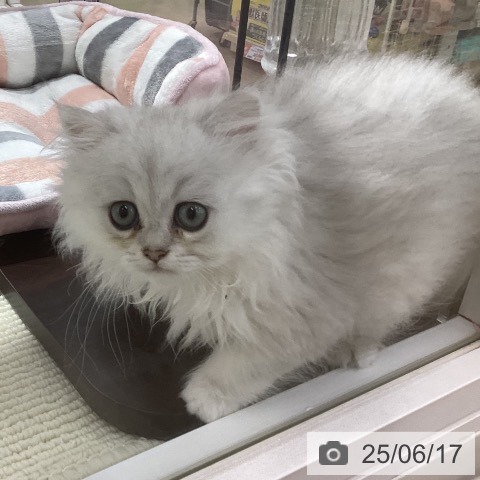 ペルシャの写真