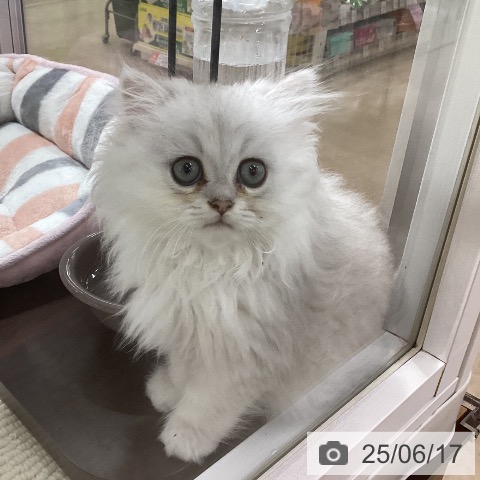 ペルシャの写真