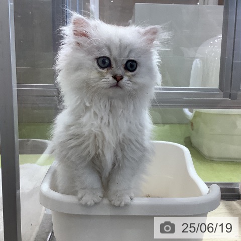 ペルシャの写真