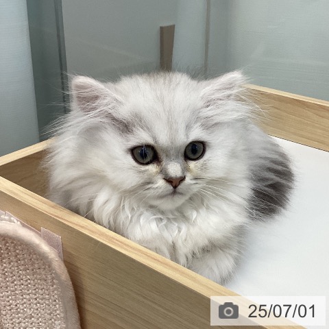 ペルシャの写真