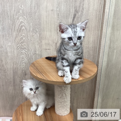 ペルシャの写真