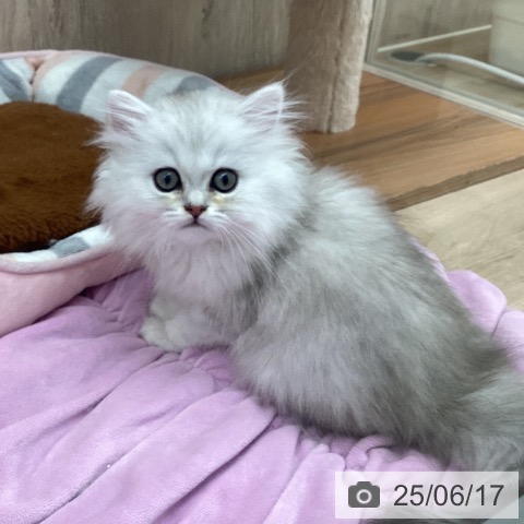 ペルシャの写真
