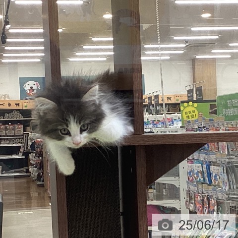 ノルウェージャンフォレストキャットの写真