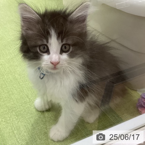ノルウェージャンフォレストキャットの写真