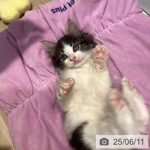 ノルウェージャンフォレストキャットの写真