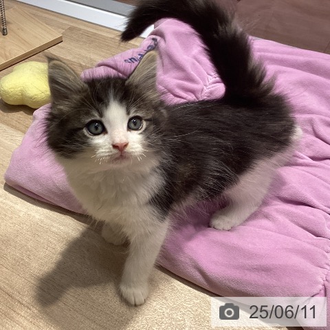 ノルウェージャンフォレストキャットの写真
