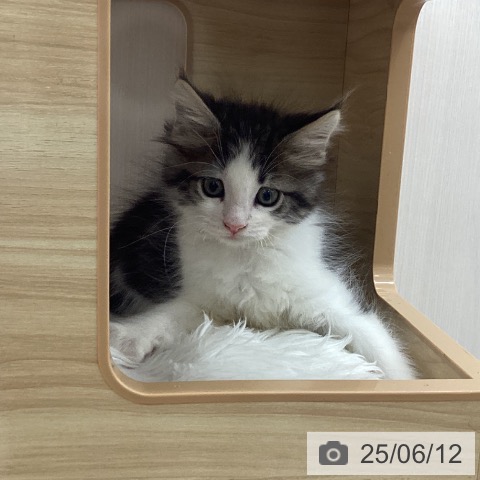 ノルウェージャンフォレストキャットの写真