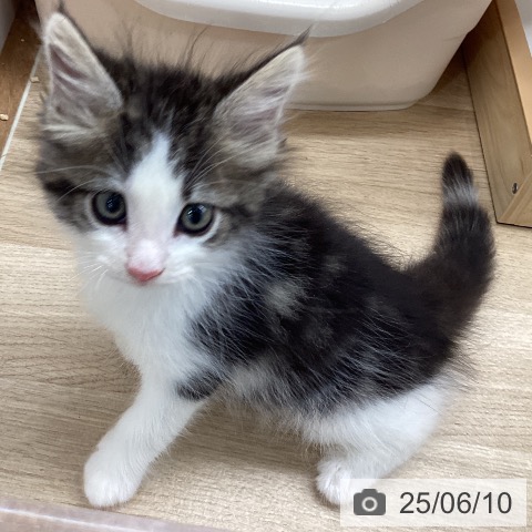 ノルウェージャンフォレストキャットの写真